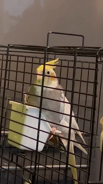 Пение Птенчика - самца Кореллы. смотреть онлайн