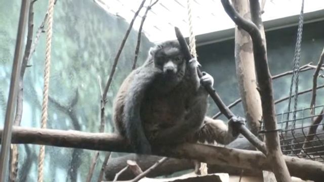 Philadelphia Zoo Mongoose Lemur Sleepy-Eyed смотреть онлайн