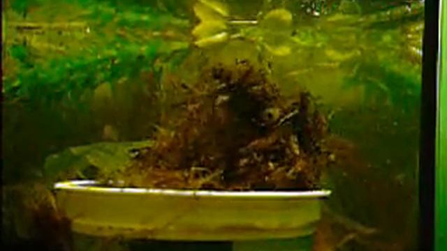nothobranchius rachovii breeding смотреть онлайн