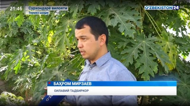 Сурхондарёда папайя ва бошқа ноёб ўсимликлар етиштириш, аҳоли томорқасидан фойдаланиш смотреть онлайн