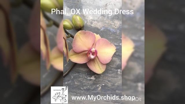 Phalaenopsis OX Wedding Dress