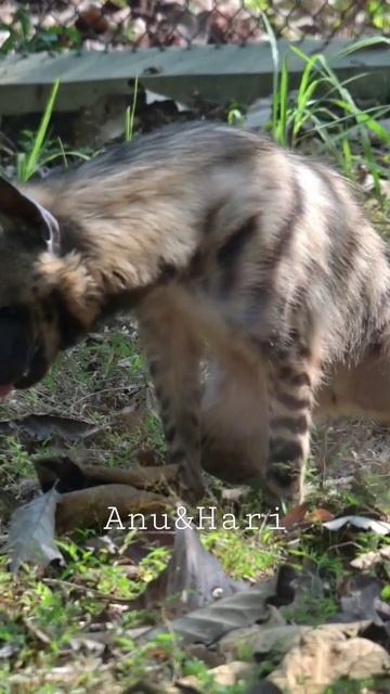 Striped hyena😍#hyena #trending #viral #animal #zoo #wildlife #safari #nature #forest #cute #hyenas смотреть онлайн