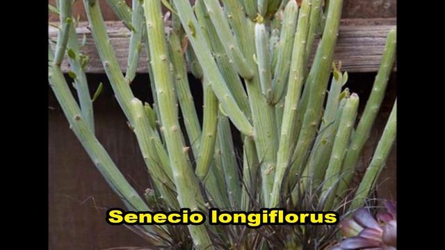 30 ESPÉCIES DE SENECIO PARA IDENTIFICAÇÃO смотреть онлайн
