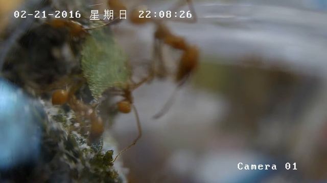 Atta cephalotes смотреть онлайн