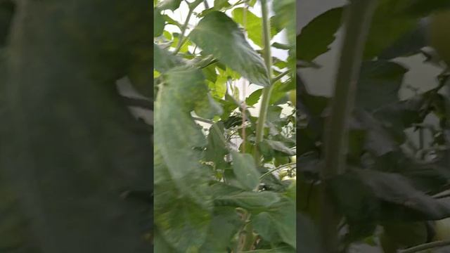 Томати Солідо F1, Толстой F1, Солероссо F1 - теплиця серпень 2023 смотреть онлайн