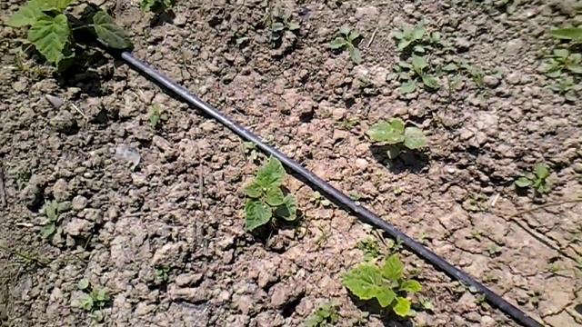 Paulownia Tomentosa 18-05-2015 смотреть онлайн