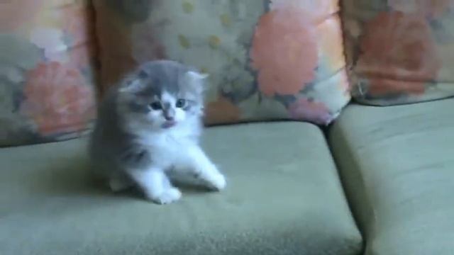 AnyKey Figaro 12 09 2012