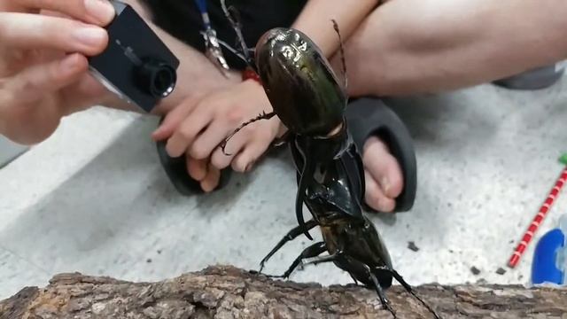 키론왕장수풍뎅이 vs 헤라클레스왕장수풍뎅이 (Chalcosoma chiron vs Dynastes hercules) смотреть онлайн