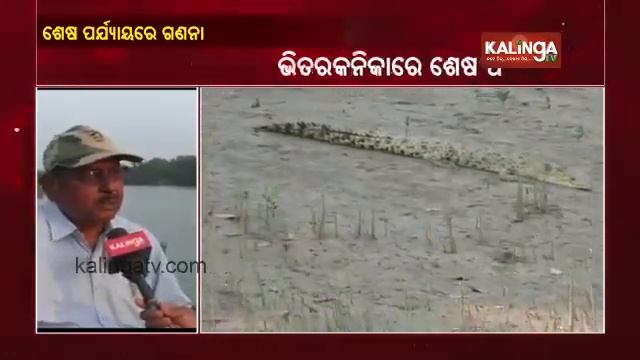 Crocodile Census In Bhitarkanika Reaches Last Phase; Face To Face With Dr.Sudhakar Kar | KalingaTV смотреть онлайн