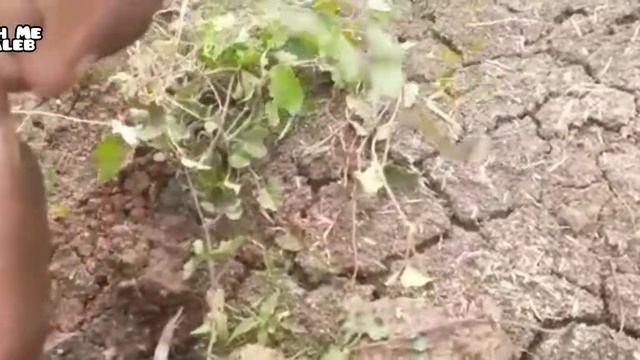 Hunting Herbs 🌿 Plant | Merremia Emarginata   | எலி காதிலை .