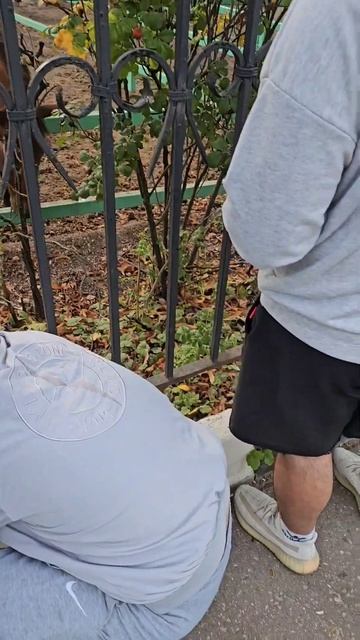 Параллельный мир лошади