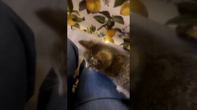 VIDEO03891 смотреть онлайн