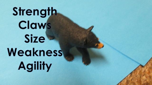 Animal Face Off Alligator vs. Black Bear смотреть онлайн