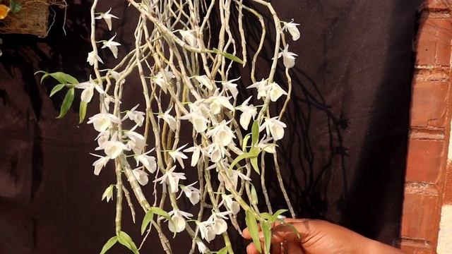 My Orchid Collections Part 1@SandipOrchid #bengali #spring #blooming #orchid #dendrobium#gardentour смотреть онлайн