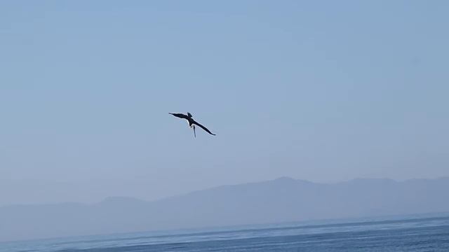 pelicans at Goleta Beatch смотреть онлайн