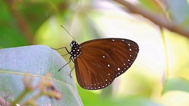 beautiful butterflies /美麗的蝴蝶 #butterfly #nature #insect #butterflyphotography #蝴蝶 #relaxing смотреть онлайн
