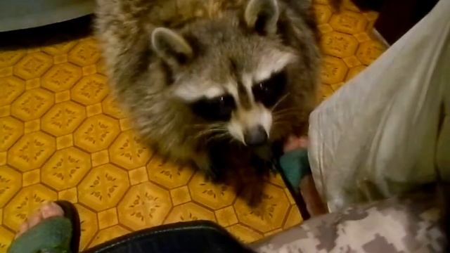 Будни енота Финика смотреть онлайн