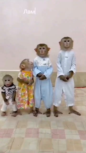 Лама мама😍 #fypシ #рек #мем #анимация #money #бибизяны #а4 #2024 смотреть онлайн