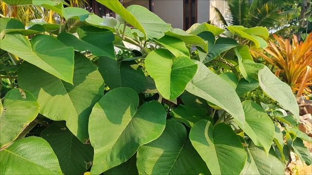 Аргирея жилистая. Argyreia nervosa. смотреть онлайн