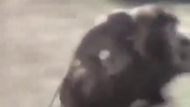 9 октября 2017 г. смотреть онлайн