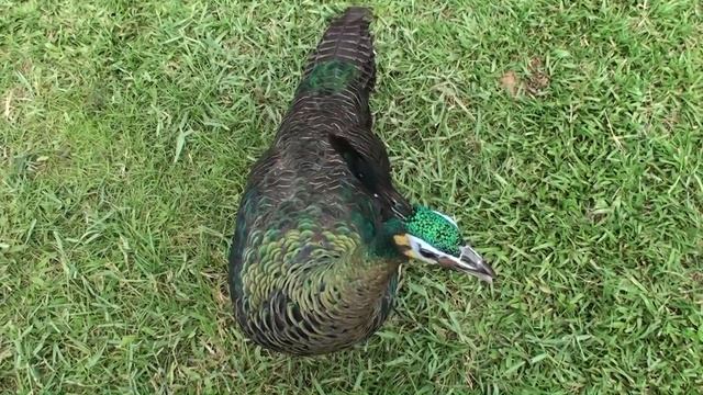 Pavo muticus imperator colorful females смотреть онлайн