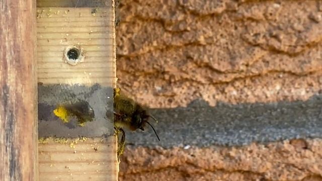 No Vestibular Cell In A Red Mason Bee Nest