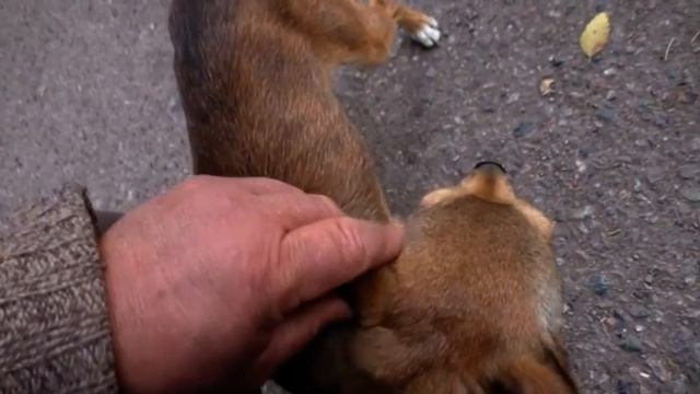 бродячие Собаки села Жалпаксай смотреть онлайн