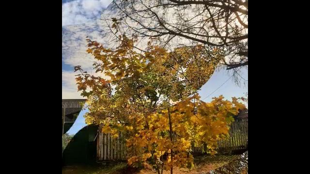 Осень это вторая весна , но только вместо цветов жёлтые, оранжевые и красные листья❤🧡💛🍁.mp4 смотреть онлайн