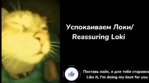 Реакция мстителей на Локи TVA+Локи/reaction to Loki TVA+Loki