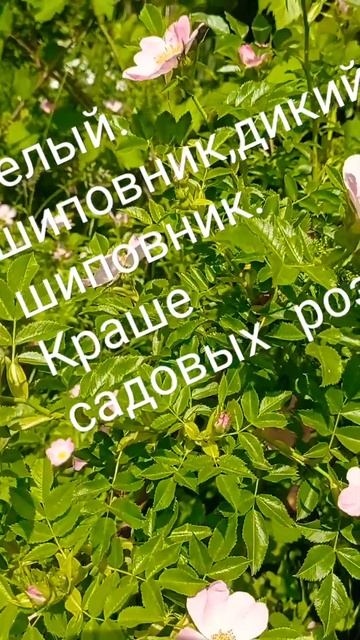 Юнона и Авось. Белый шиповник смотреть онлайн