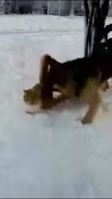 Кот и собака лучшие друзья