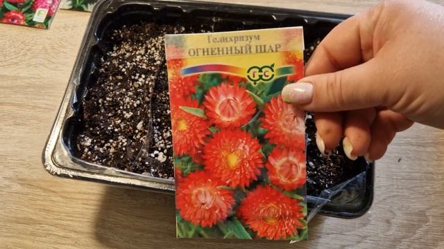 Как сажать гелихризум. Выращиваем гелихризум из семян. смотреть онлайн