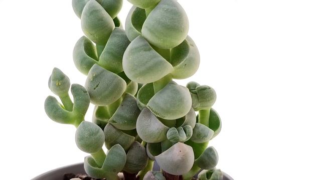 Crassula Plegmatoides