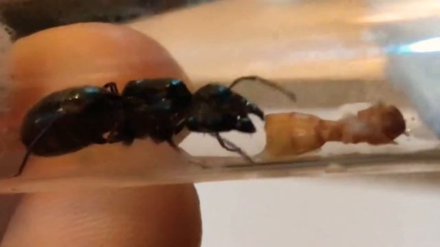 camponotus pennsylvanicus queen ant having a feast on a mealworm смотреть онлайн