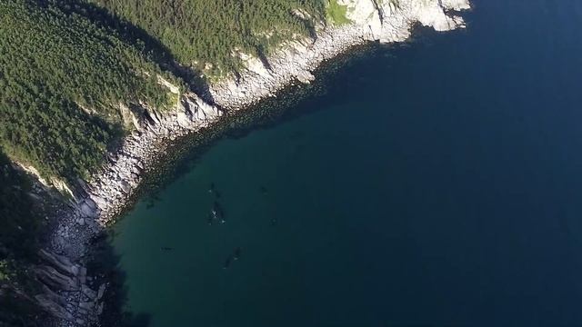 BOWHEAD WHALES