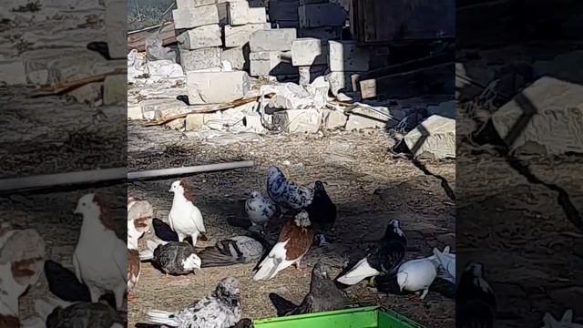 голуби спб ..#голуби #мраморные #николаевскиеголуби смотреть онлайн