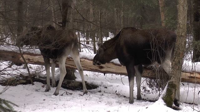 лосиха лосенок и сосна 12 декабря 2017 года смотреть онлайн
