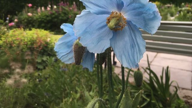Blue Poppy Paradise смотреть онлайн