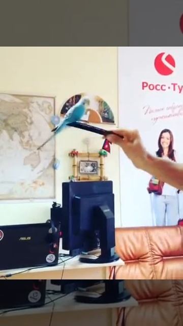 Наглый попугай Бали и линейка))) смотреть онлайн