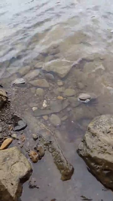 Поймал Отпусти Сахалин смотреть онлайн