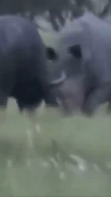 buffalo attacked by rhino#shorts#wildlife#animals#lions #wildanimals смотреть онлайн