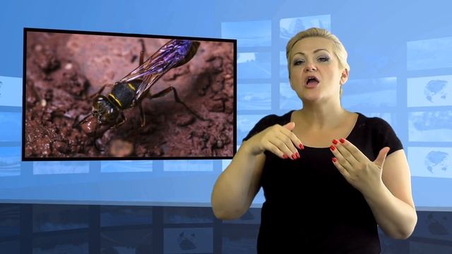 • Wygląda jak szerszeń, ale to inny owad (Tłumaczenie na Język Migowy - PJM) смотреть онлайн