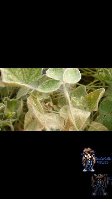 🕷Short WildlifeNature Vlogs🦎Ep:14 📸 | Spider Mites & a Lizard смотреть онлайн