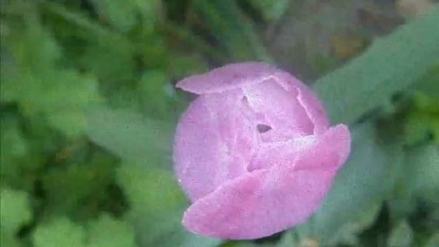 Tulip opening смотреть онлайн