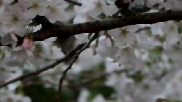 عیدانه شاهین یوسف زمانی- سینا بیات смотреть онлайн