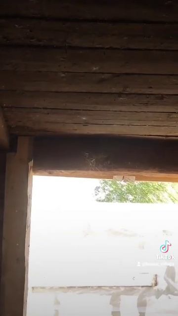 Ласточки. смотреть онлайн