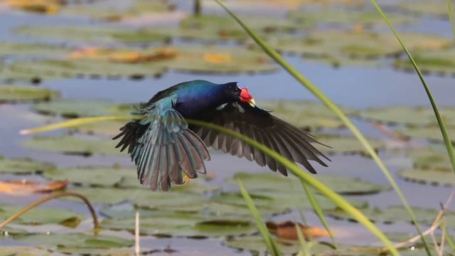 Save the Florida Panther & Wildlife: An Action Documentary by Susan Perz, Ph.D. смотреть онлайн