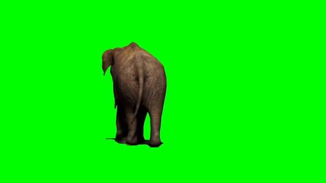 ELEPHANT CHROMA KEY смотреть онлайн