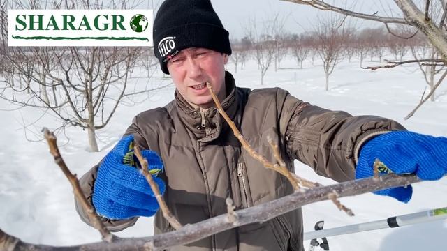 Формування та обрізування волоського горіха смотреть онлайн