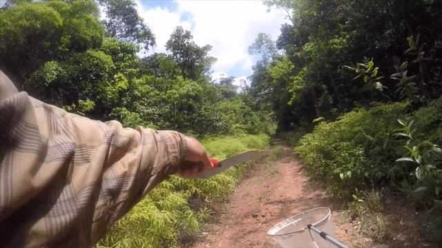 How to catch Morpho Hecuba Butterflies 15 смотреть онлайн